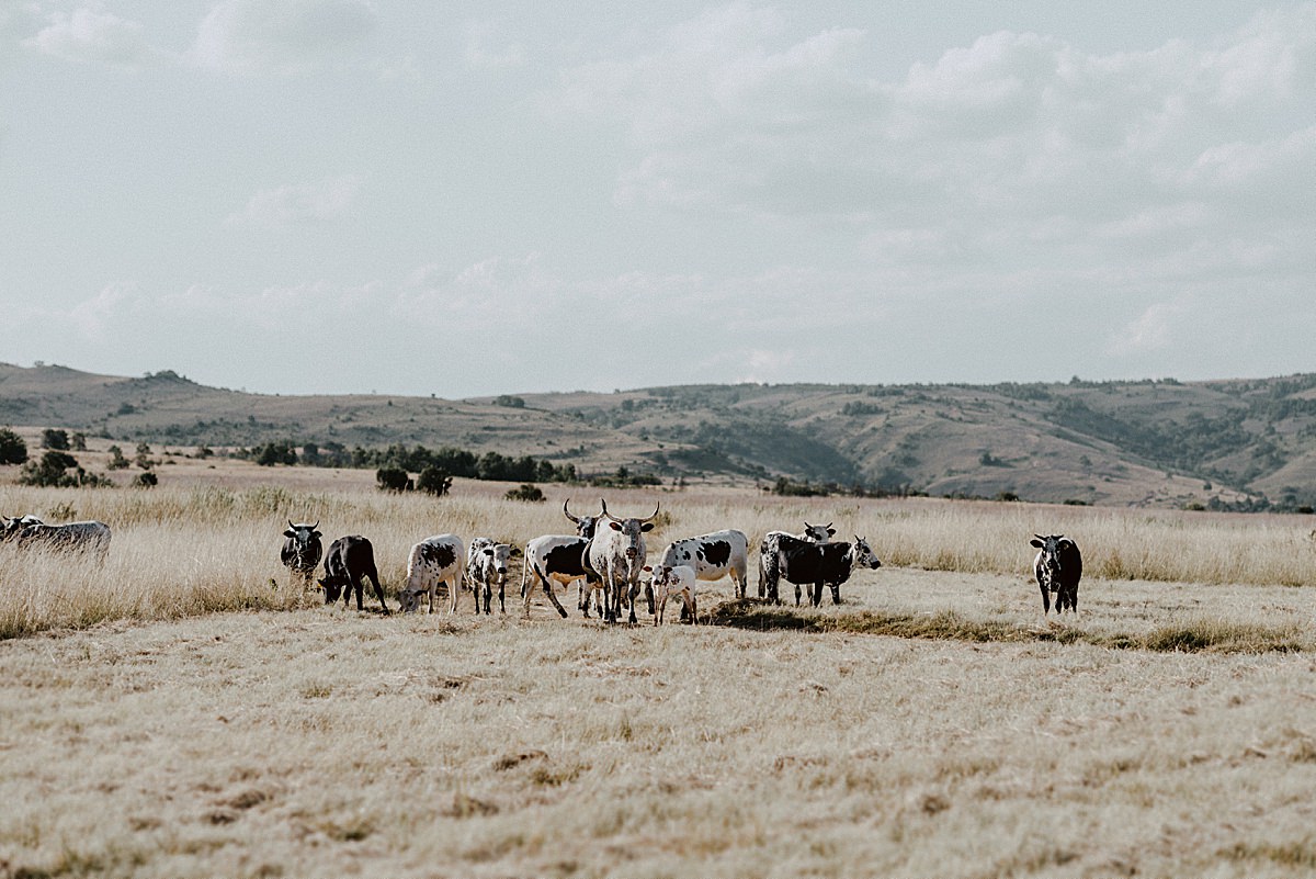 Nguni cattle at the cowshed