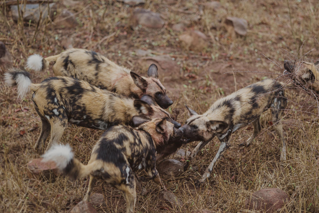 Wild dogs at Ulusaba