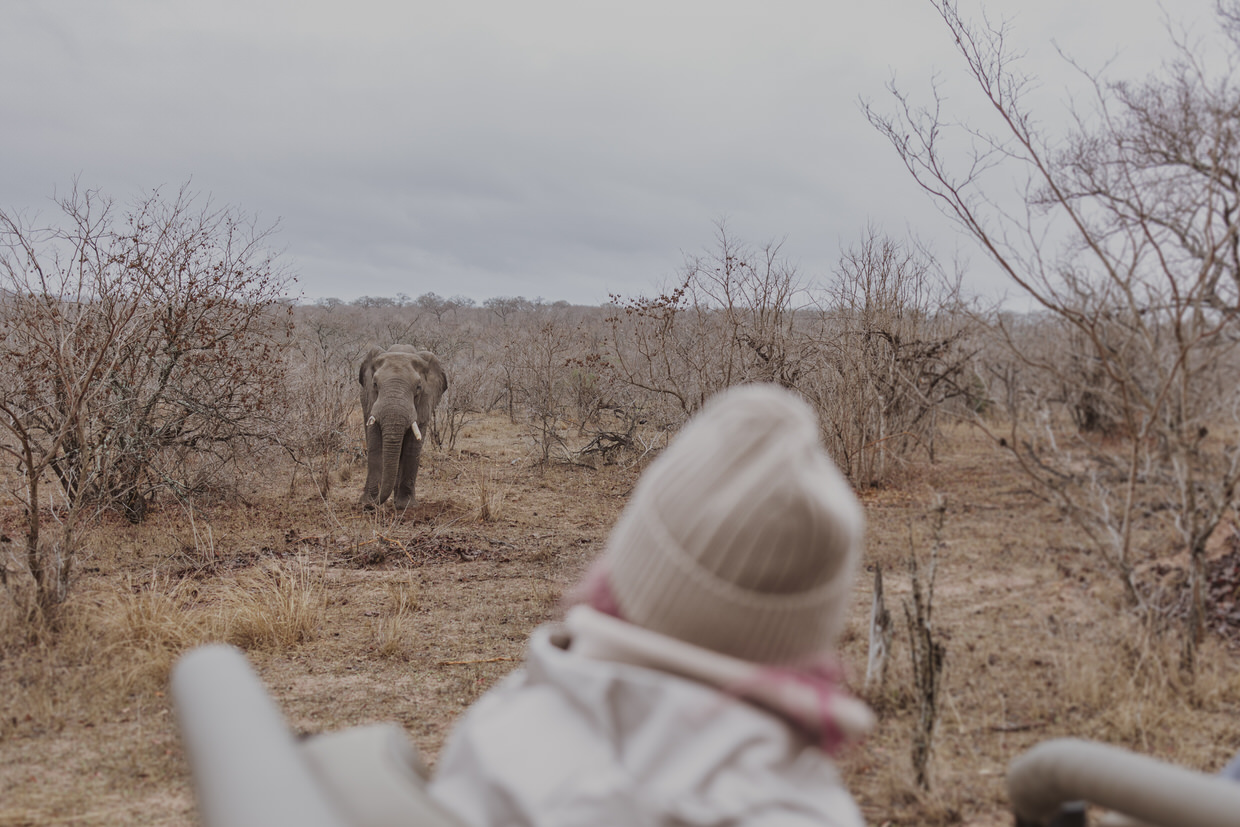 bride spotting an elephant