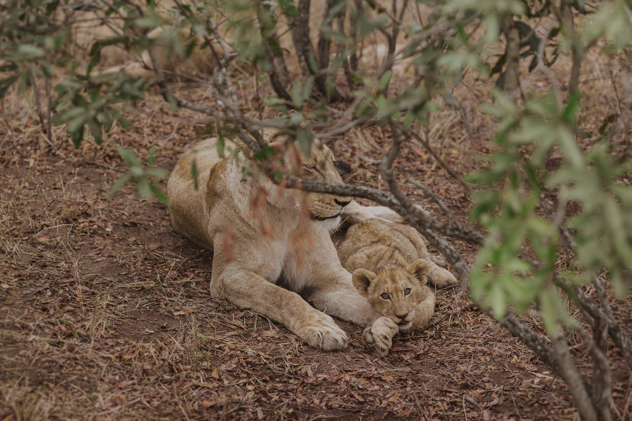Lions in sabi sands
